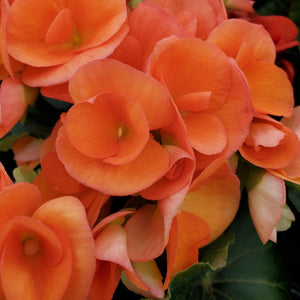Begonia, Rieger