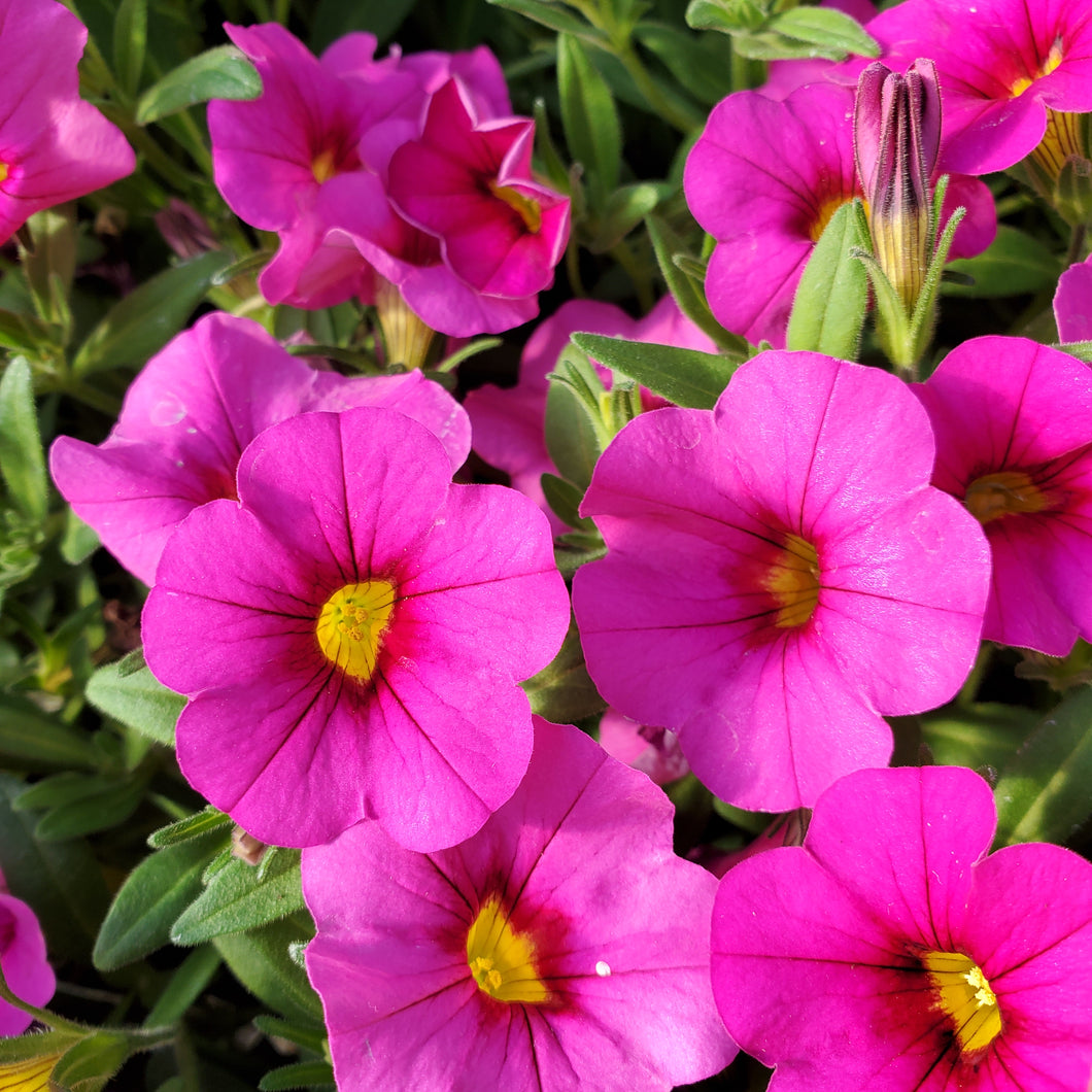 Calibrachoa, Cabaret® - Cabaret® Series Million Bells