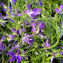 Load image into Gallery viewer, Lobelia
