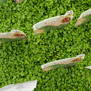 Mentha requienii - Corsican Mint