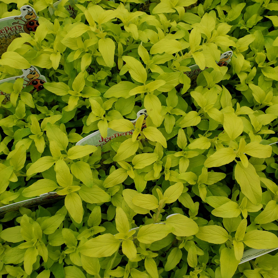 Origanum vulgare 'Aureum' - Golden Oregano