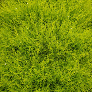 Sagina subulata 'Aurea' - Scotch Moss