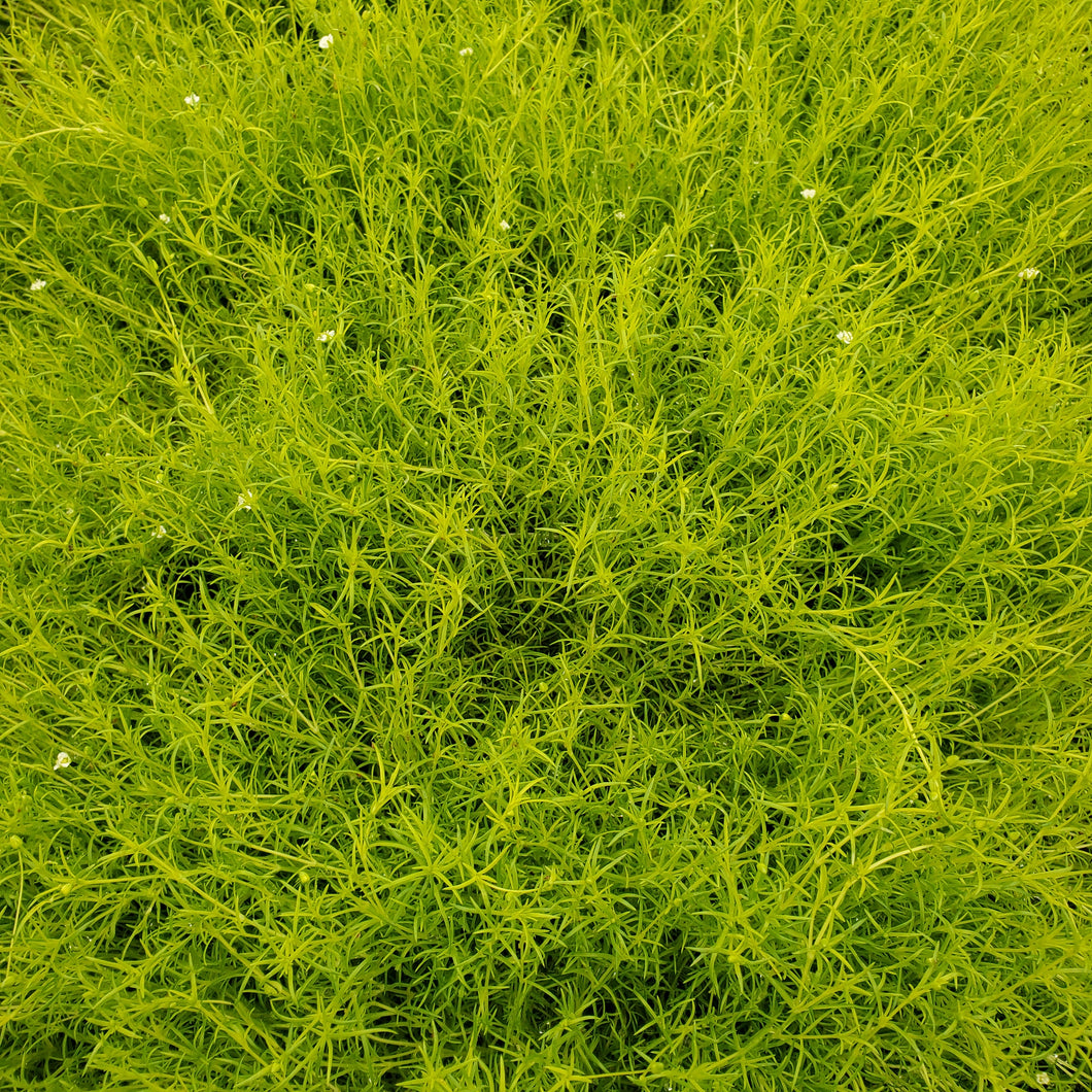 Sagina subulata 'Aurea' - Scotch Moss