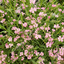 Load image into Gallery viewer, Gypsophila repens 'Rosea' - Pink Creeping Baby's Breath
