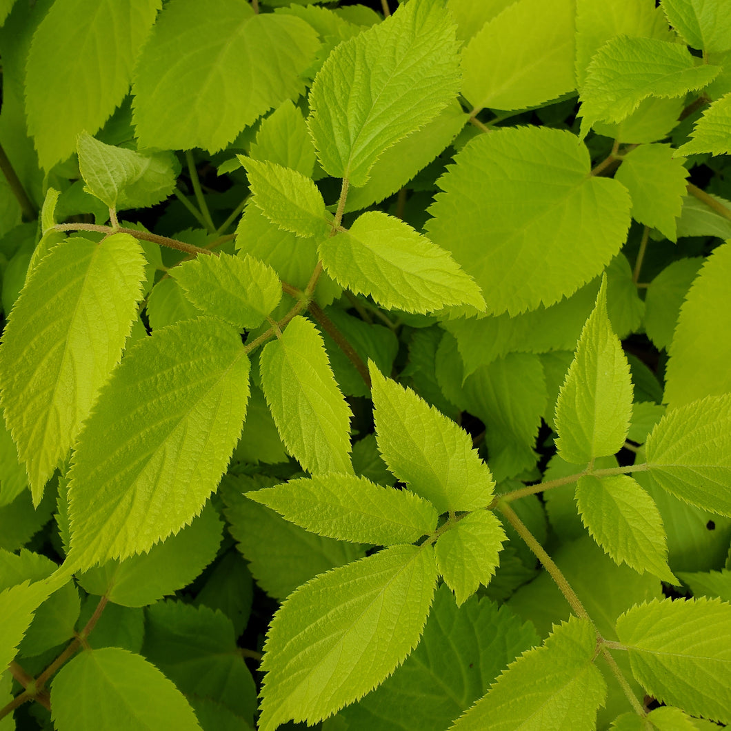 Aralia cordata 'Sun King' - Golden Japanese Spikenard