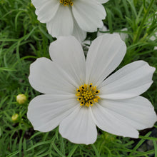 Load image into Gallery viewer, Cosmos
