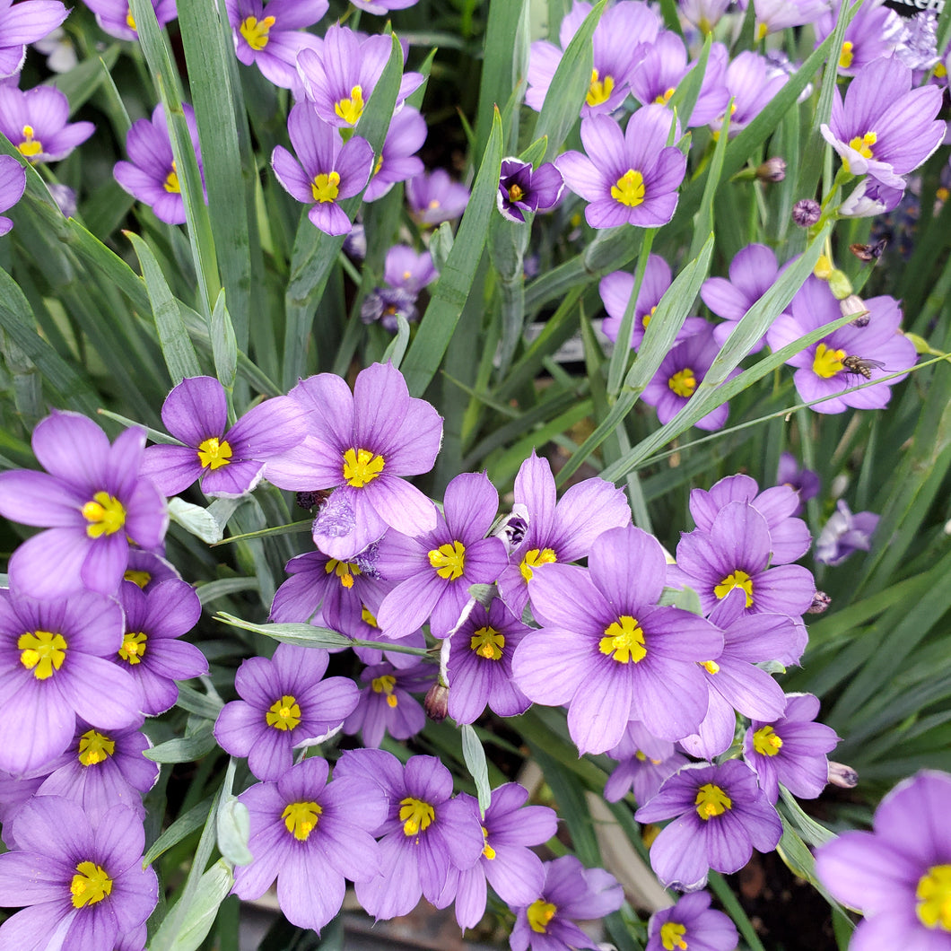 Sisyrinchium angustifolium 'Lucerne' - Blue-Eyed Grass