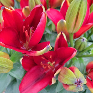 Lilium 'Tiny Rocket' - Dwarf Asiatic Lily