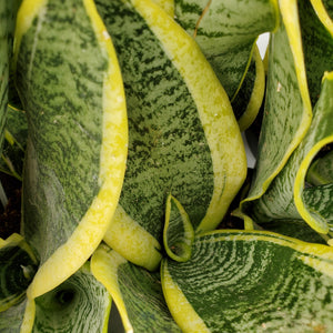 Sansevieria trifasciata - Snake Plant