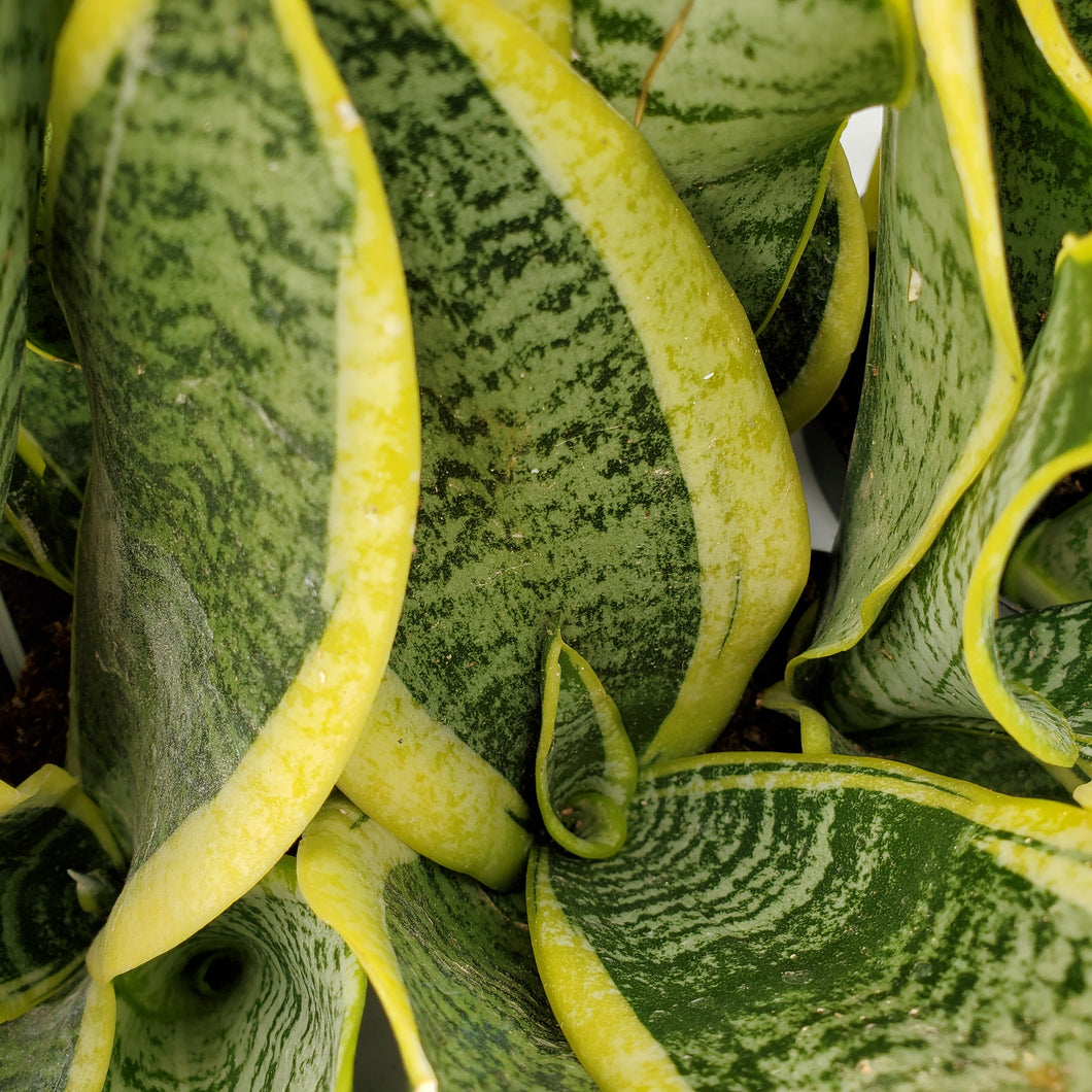 Sansevieria trifasciata - Snake Plant
