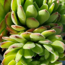 Load image into Gallery viewer, Sempervivum Chick Charms &#39;Sugar Shimmer&#39;
