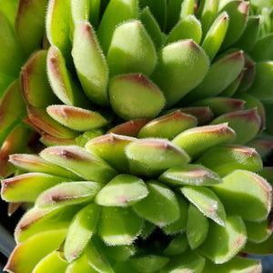 Sempervivum Chick Charms 'Sugar Shimmer'