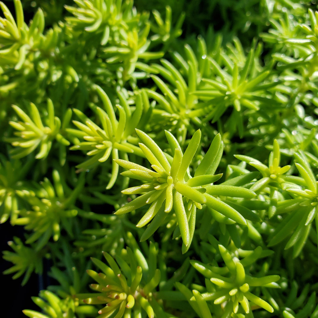 Sedum rupestre 'SUNSPARKLER® Angelinas Teacup' - SUNSPARKLER® Angelina's Teacup Stonecrop