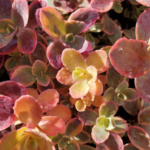Sedum Sunsparkler 'Wildfire'