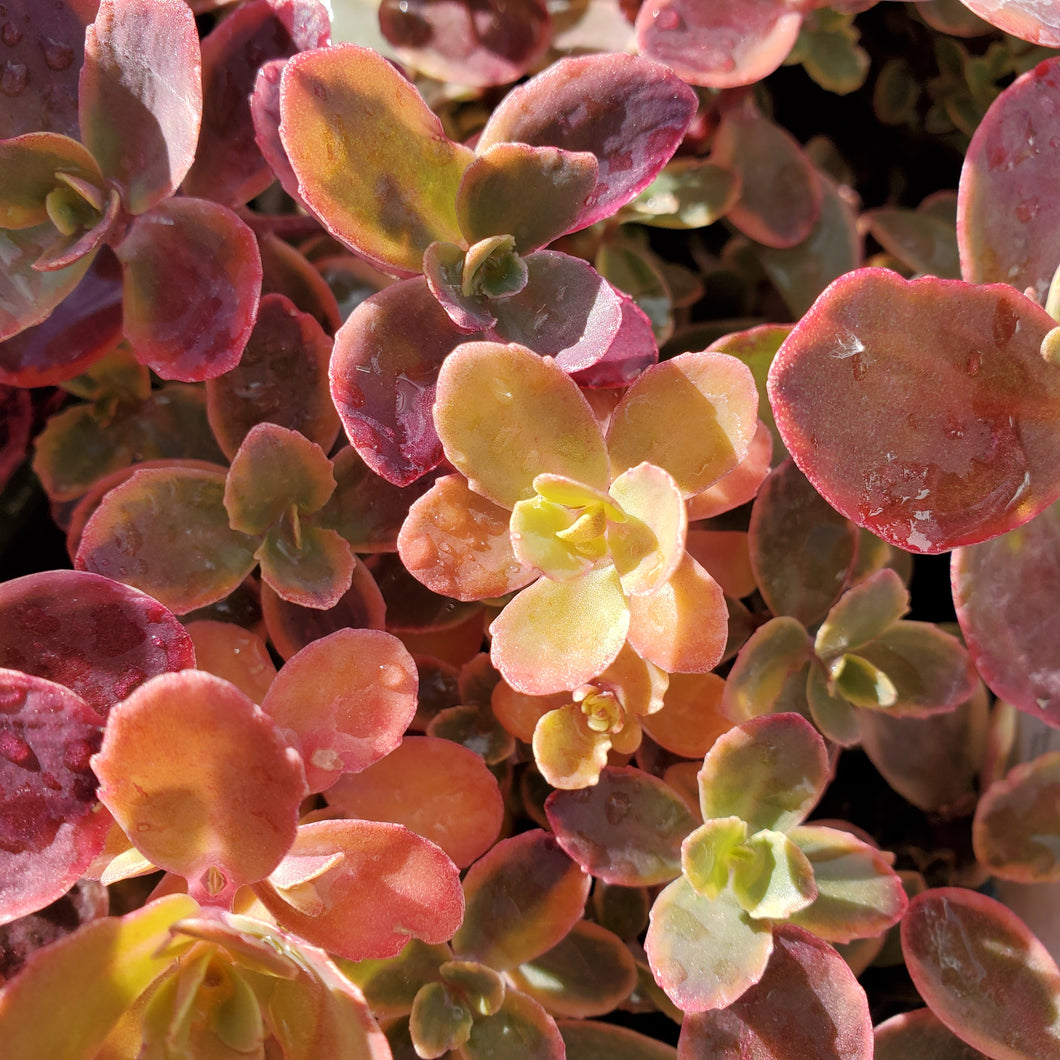 Sedum Sunsparkler 'Wildfire'