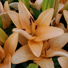 Load image into Gallery viewer, Lilium &#39;Tiny Moon&#39; - Dwarf Asiatic Lily
