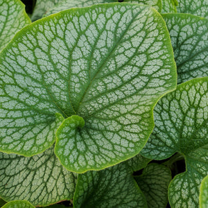 Brunnera macrophylla 'Alexander's Great' - Alexander's Great Siberian Bugloss