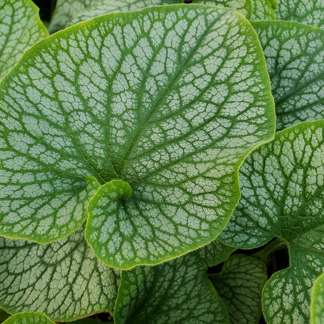 Brunnera macrophylla 'Alexander's Great' - Alexander's Great Siberian Bugloss