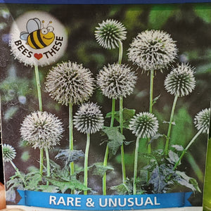 Echinops Star Frost - White Globe Thistle