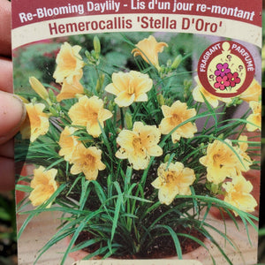 Hemerocallis 'Stella de Oro' - Stella De Oro Daylily
