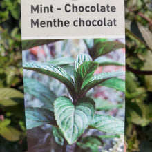 Load image into Gallery viewer, Mint - Chocolate
