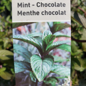 Mint - Chocolate