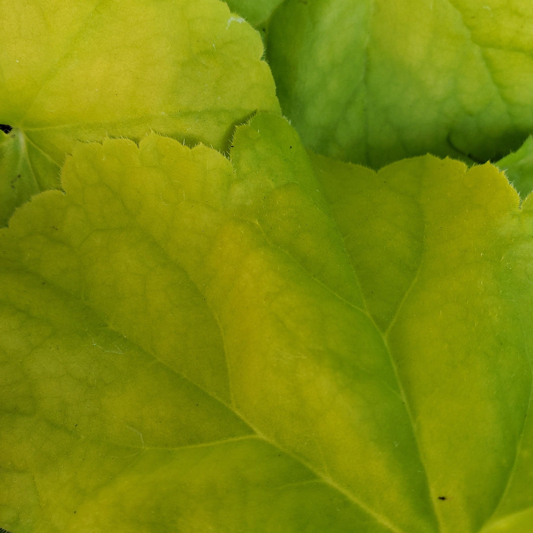 Heuchera 'Northern Exposure Lime' - Northern Exposure™ Lime Heuchera