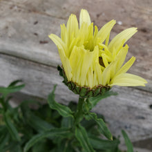 Load image into Gallery viewer, Leucanthemum &#39;Banana Cream&#39; - Banana Cream II Shasta Daisy
