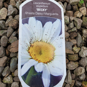 Leucanthemum 'Becky' - Becky Shasta Daisy