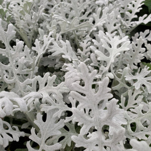 Dusty Miller