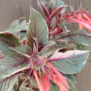 Fuchsia