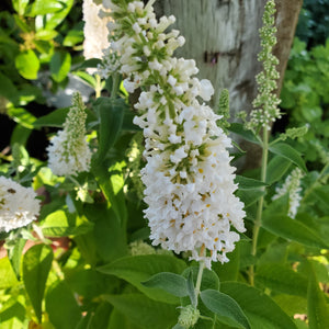 Buddleia Miss Pearl - Miss Pearl Butterfly Bush