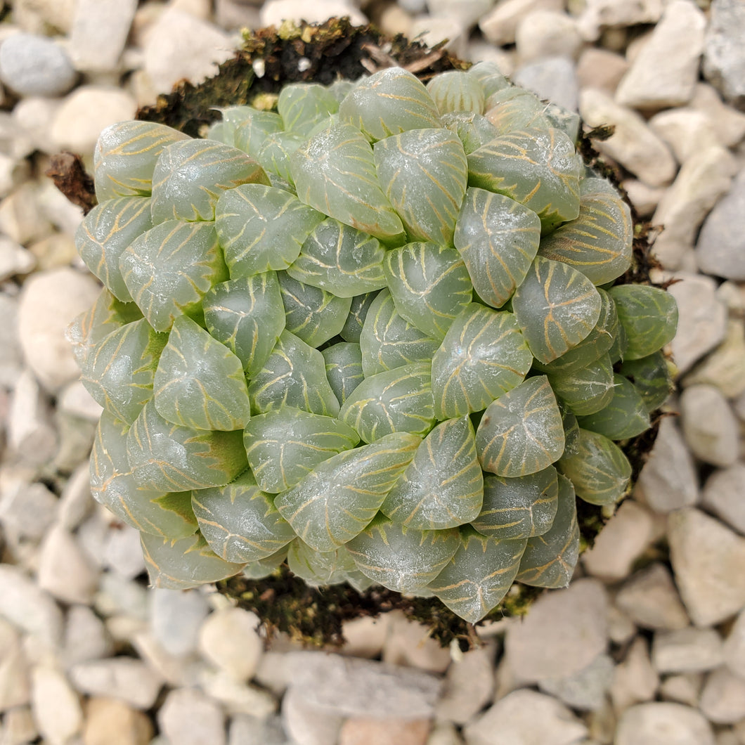 Haworthia cooperii - Assorted, Window Haworthia