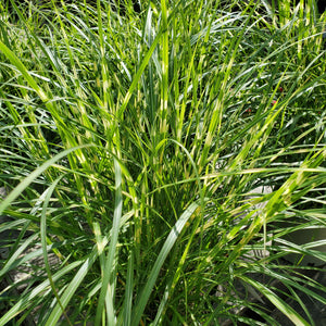 Miscanthus sinensis 'Little Zebra' - Little Zebra Dwarf Zebra Grass