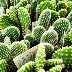 Cactus, Opunita - Assorted