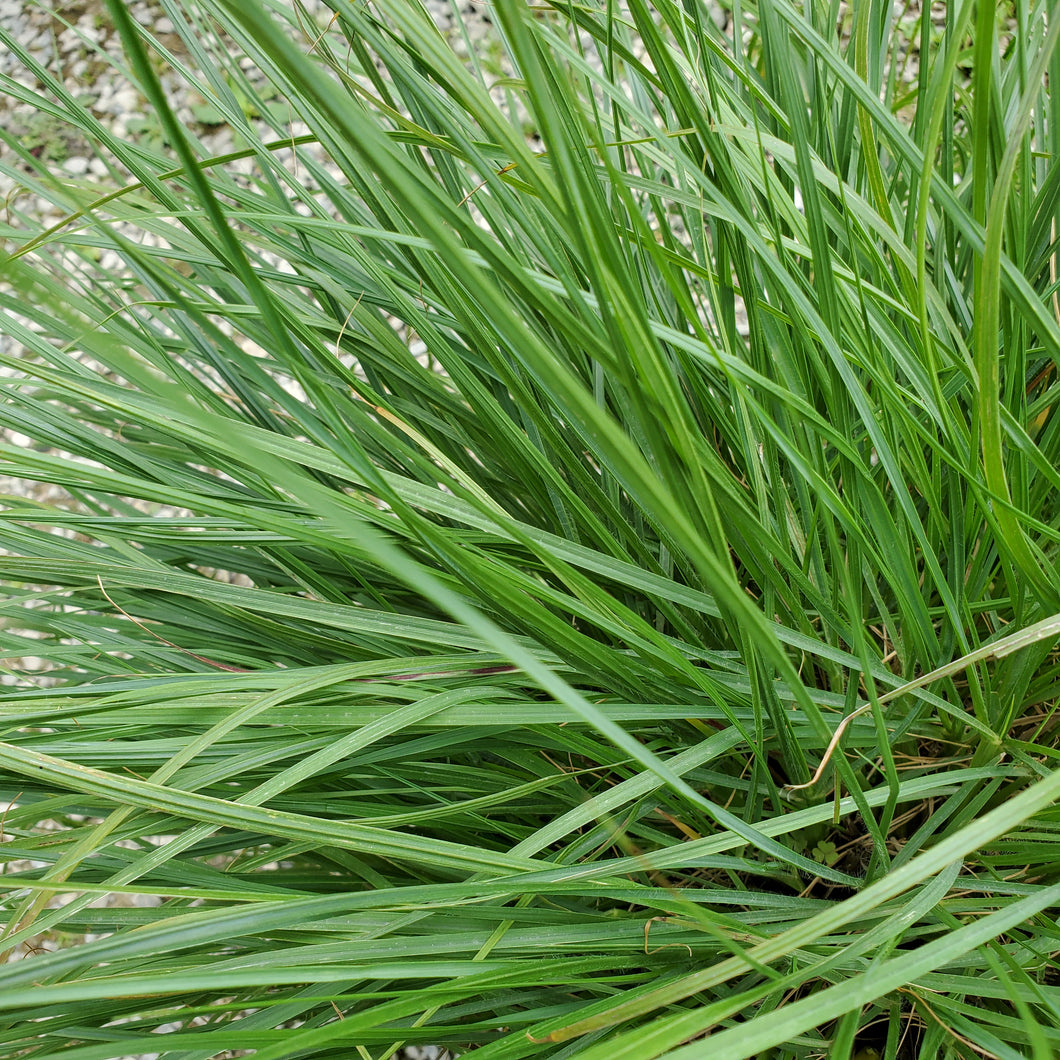 Pennisetum alopecuroides 'Hameln' - Hameln Fountain Grass