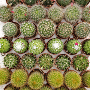 Cactus - Assorted