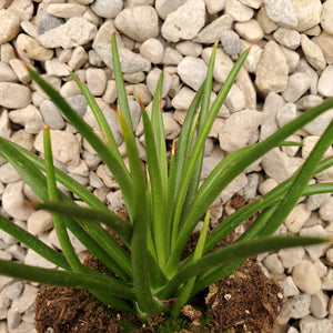 Agave geminiflora 'Spaghetti Strap'