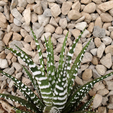 Load image into Gallery viewer, Haworthia - Assorted
