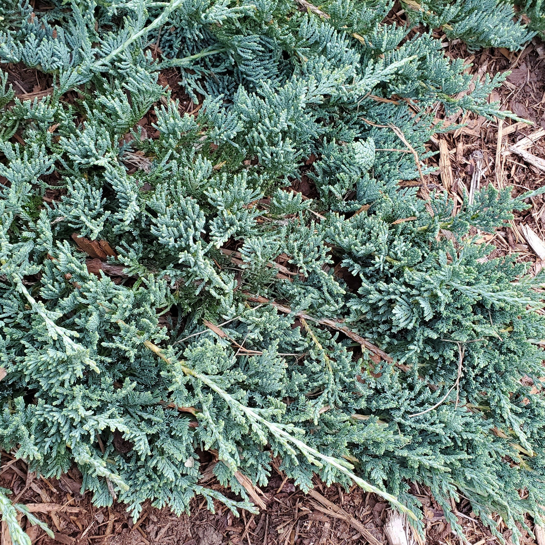 Juniperus horizontalis 'Wiltoni' - Blue Rug Juniper