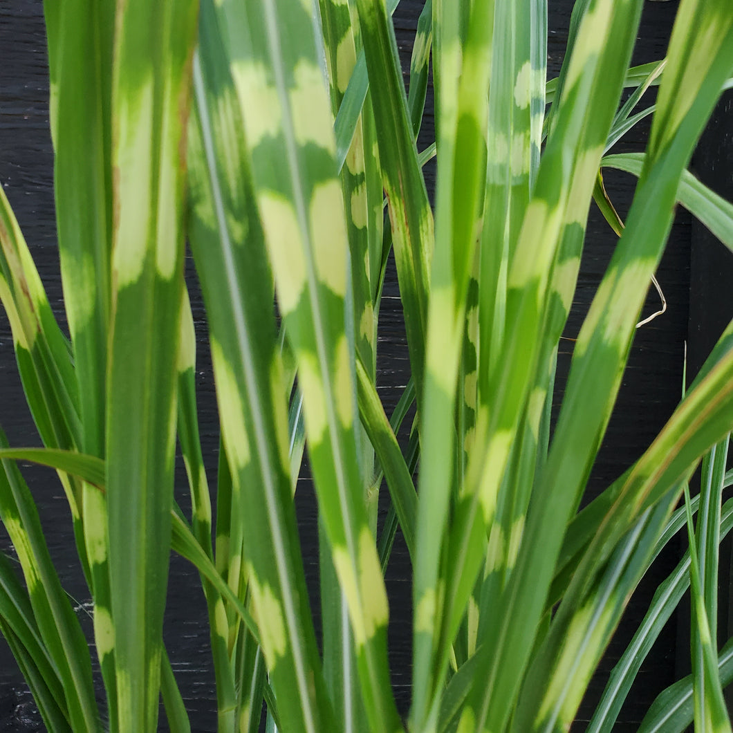 Miscanthus sinensis 'Zebrinus' - Zebra Grass