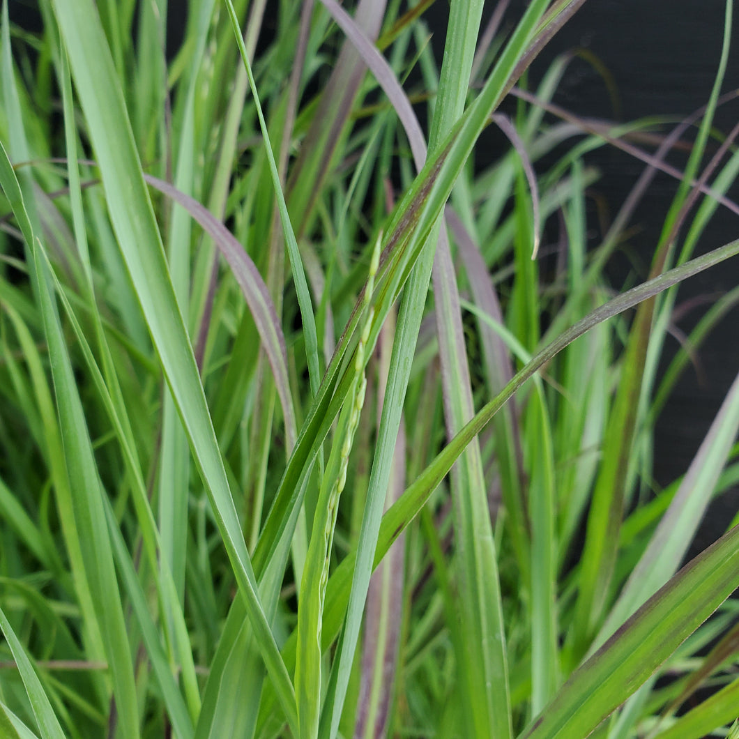 Panicum virgatum 'Shenandoah' - Shenandoad Red Switch Grass