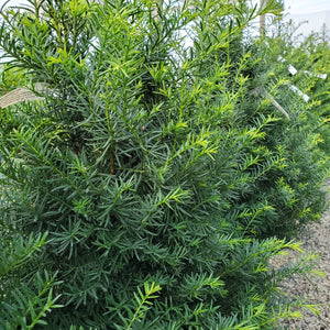 Taxus cuspidata 'Capitata' - Upright Japanese Yew