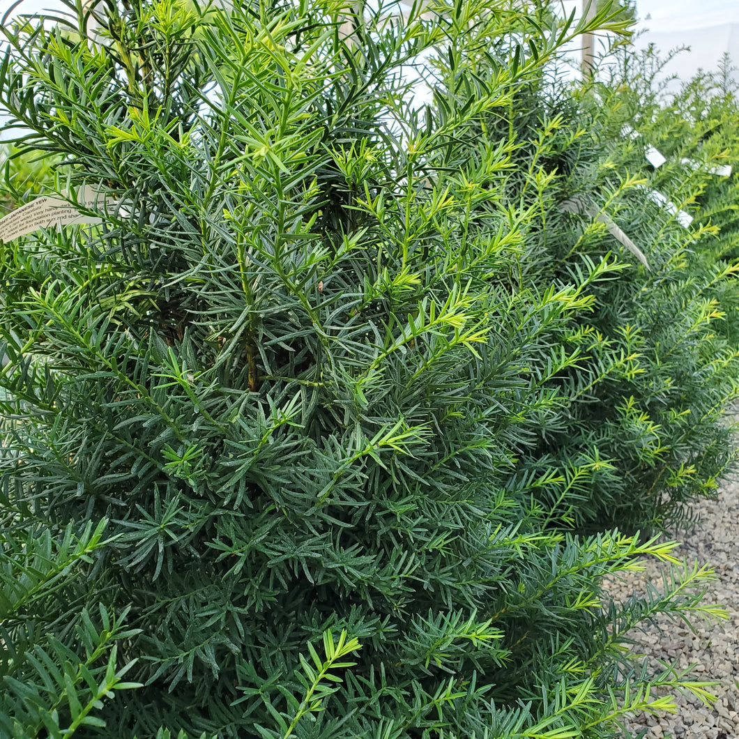 Taxus cuspidata 'Capitata' - Upright Japanese Yew