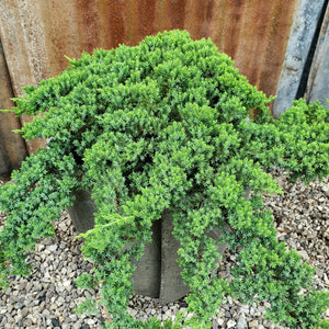 Juniperus procumbens 'Nana'- Dwarf Japanese Garden Juniper