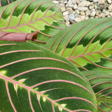 Load image into Gallery viewer, Maranta - Prayer Plant
