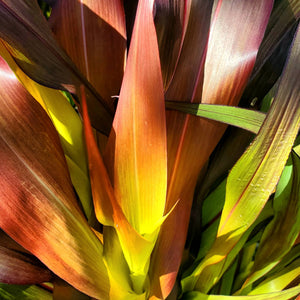 Ornamental Millet