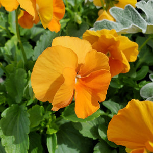 Fall Pansy + Viola