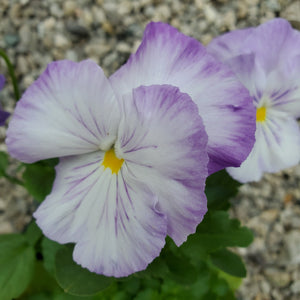 Fall Pansy + Viola