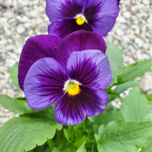 Load image into Gallery viewer, Fall Pansy + Viola
